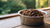 How Much Food Should a 6 Pound Dog Eat: The Ultimate Guide for Pet Owners