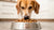 How Much Food Should a 70 lb Dog Eat? A Comprehensive Guide for Pet Owners-140300452079