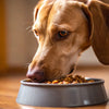 How Much Food Should a 70 Pound Dog Eat? Understanding Dietary Needs for Optimal Health