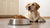 How Much Food Should a 7 kg Dog Eat? A Comprehensive Feeding Guide