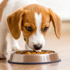 How Much Food Should a 7 Month Old Dog Eat