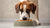How Much Food Should a 90 Pound Dog Eat? A Comprehensive Guide-140404064495