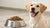 How Much Food Should a 9 lb Dog Eat? A Complete Guide for Pet Owners