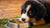 How Much Food Should a Bernese Mountain Dog Puppy Eat?