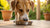How Much Food Should a Big Dog Eat? A Comprehensive Guide for Pet Owners