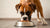 How Much Food Should a Boxer Dog Eat? A Comprehensive Feeding Guide