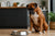 How Much Food Should a Boxer Dog Eat: A Guide to Optimal Nutrition