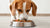 How Much Food Should a Dog Eat Daily: A Comprehensive Guide for Pet Owners-140405211375