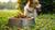 How Much Food Should a Dog Eat Per Meal? A Comprehensive Guide for Pet Owners-140299305199
