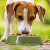 How Much Food Should a Dog Get a Day? Your Comprehensive Guideline for Happy, Healthy Pets