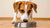 How Much Food Should a Dog Have? A Complete Guide for Pet Owners-140658933999