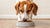 How Much Food Should a Medium Dog Eat? A Comprehensive Guide for Pet Owners