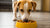 How Much Food Should a Medium Sized Dog Eat?