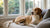 How Much Food Should a Pregnant Dog Eat: A Comprehensive Guide-140405145839