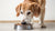 How Much Food Should a Senior Dog Eat? A Comprehensive Guide for Pet Owners-140297044207