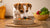How Much Food Should a Small Dog Eat? A Comprehensive Guide for Loving Pet Owners