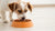How Much Food Should a Small Dog Eat Per Day? A Comprehensive Guide for Pet Owners-140406292719