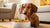 How Much Food Should a Wiener Dog Eat? A Comprehensive Guide for Dachshund Owners