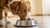 How Much Food Should an 11 lb Dog Eat? A Comprehensive Guide for Pet Owners