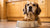 How Much Food Should an 11 Pound Dog Eat? A Comprehensive Guide for Pet Owners-140408455407