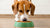 How Much Food Should an 18 lb Dog Eat? A Comprehensive Guide for Responsible Pet Owners-140300026095