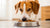 How Much Food Should an 18 lb Dog Eat? A Comprehensive Guide to Healthy Feeding