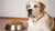How Much Food Should an 80-Pound Dog Eat? A Comprehensive Guide