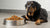 How Much Food Should an 80 Pound Dog Eat? A Comprehensive Guide