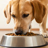 How Much Food Should an 80lb Dog Eat? A Comprehensive Guide for Responsible Pet Owners