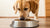 How Much Food Should an 80lb Dog Eat? A Comprehensive Guide for Responsible Pet Owners