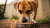 How Much Food Should an 85 lb Dog Eat? A Comprehensive Guide for Pet Owners