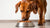 How Much Food Should an 85 Pound Dog Eat? A Comprehensive Feeding Guide