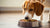 How Much Food Should an 8 lb Dog Eat? A Comprehensive Feeding Guide for Small Dogs