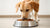 How Much Food Should an 8 lb Dog Eat? A Comprehensive Guide for Pet Parents