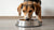 How Much Food Should an 8-Pound Dog Eat? A Comprehensive Guide for Pet Owners