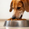 How Much Food Should an 8 Pound Dog Eat? Understanding Your Pup's Nutritional Needs