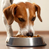 How Much Food Should I Be Giving My Dog?
