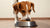 How Much Food Should I Be Giving My Dog? A Comprehensive Feeding Guide for Pet Owners