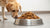 How Much Food Should I Feed a 40 lb Dog: A Comprehensive Guide for Pet Owners-140659163375