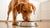 How Much Food Should I Feed My 100 lb Dog? A Complete Guide to Healthy Feeding Practices-140658901231