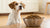 How Much Food Should I Feed My 15 lb Dog? A Comprehensive Guide for Pet Parents
