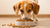 How Much Food Should I Feed My 15 Pound Dog? A Comprehensive Guide for Pet Parents-140656148719