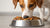 How Much Food Should I Feed My 20-Pound Dog? A Comprehensive Guide-140655952111