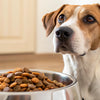 How Much Food Should I Feed My 25 Pound Dog?