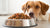 How Much Food Should I Feed My 30 lb Dog? A Comprehensive Guide to Proper Nutrition