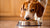 How Much Food Should I Feed My 50 lb Dog? A Comprehensive Guide-140658671855