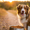 How Much Food Should I Feed My 60 Pound Dog? A Comprehensive Guide