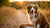 How Much Food Should I Feed My 60 Pound Dog? A Comprehensive Guide-140659359983