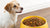 How Much Food Should I Feed My Dog? A Comprehensive Guide-140660146415