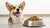 How Much Food Should I Feed My Dog by Weight: A Comprehensive Guide for Pet Owners